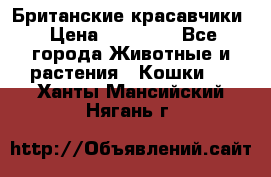 Британские красавчики › Цена ­ 35 000 - Все города Животные и растения » Кошки   . Ханты-Мансийский,Нягань г.